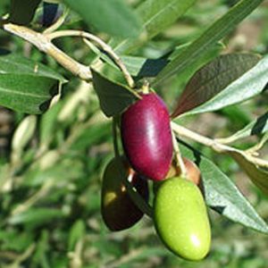 Lucques Estate Grown Olives